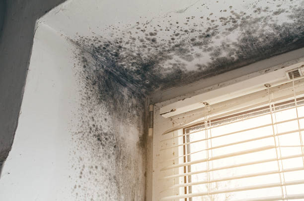 Affordable Mold Cleanup solutions in Milton, WA